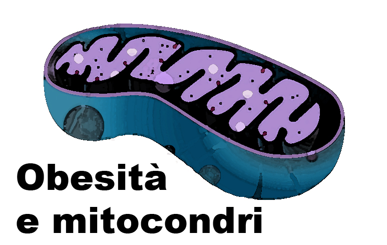 116_Obesità_Mitocondri