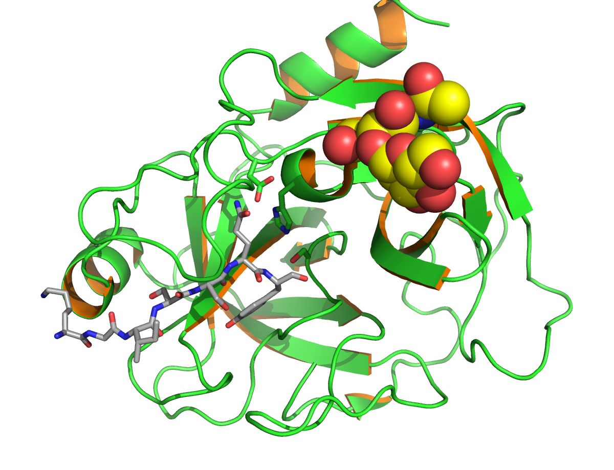 PSA_KLK3_PDB_2ZCK