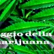 194_Marijuana