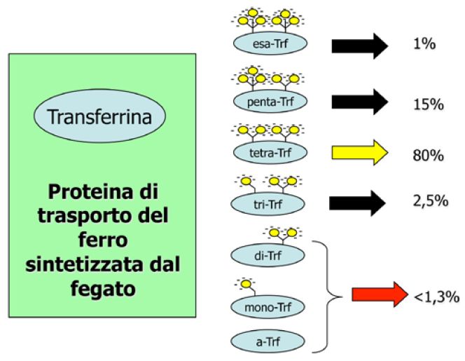 Fig.1 -  isoforme Transferrina