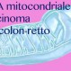 515_DNA Mitocondriale
