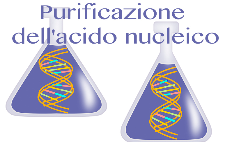 662_Acido nucleico