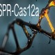 714_CRISPR-Cas12a
