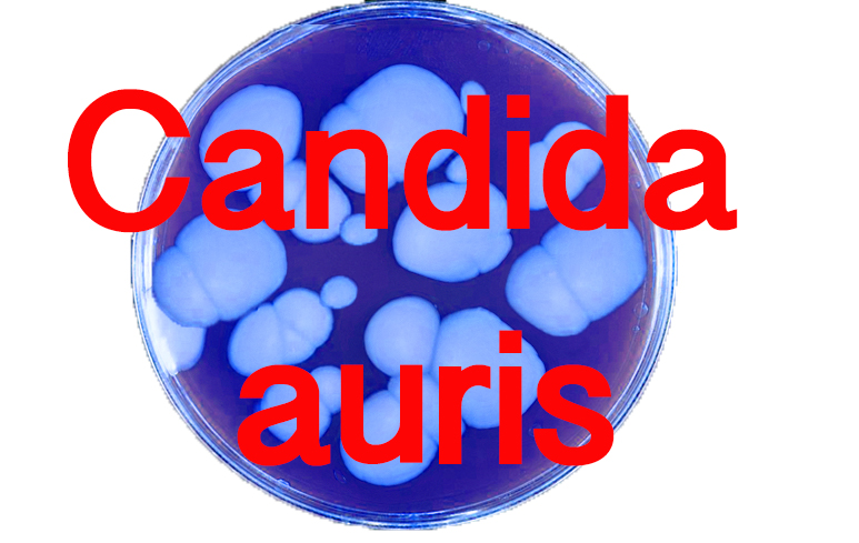 965_Candida Auris