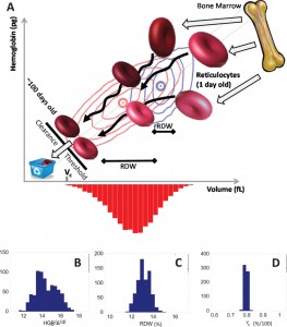 RBC Dinamyc