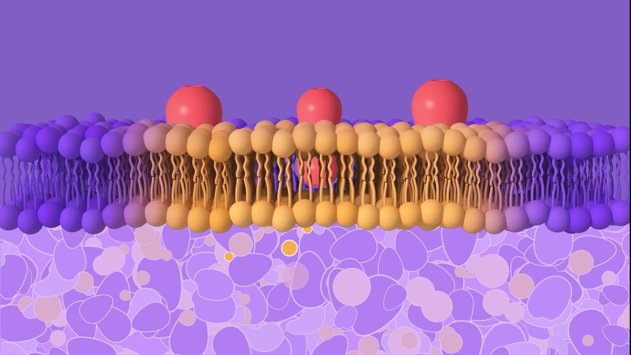 lipid rafts